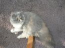 Ko�ky: Persk� a exotick� > Persk� ko�ka (Persian Cat)