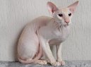 Ko�ky:  > Peterbald (Peterbald (Petersburg Sphynx) Cat)