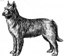 Ps� plemena:  > Pikardsk� ov��k (Berger de Picardie, Picardy Sheepdog)