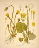 :  > Podb�l L�ka�sk� (Tussilago farfara L)