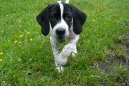 Ps� plemena:  > Pointr (English Pointer)