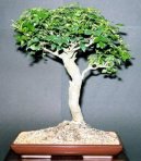 Pokojov� rostliny:  > Pokojov� jasan (Fraxinus uhdeii)