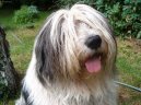 Ps� plemena:  > Polsk� ov��k n�inn� (Polish Lowland Sheepdog)