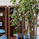 :  > St�novka (Polyscias)