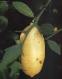 Pokojov� rostliny:  > Pomeran�ovn�k (Citrofortunella mitis)