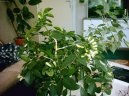 Pokojov� rostliny:  > Pomeran�ov� jasm�n (Murraya paniculata)