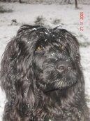 :  > Portugalsk� vodn� pes (Portuguese Water Dog)