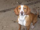 :  > Pos�vsk� honi� (Posavac Hound, Scent hound)