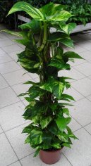 :  > Potos (Scindapsus)