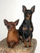 Pra�sk� krysa��k