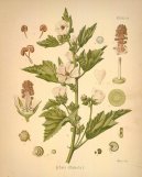 :  > Proskurn�k L�ka�sk� (Althaea officinalis)
