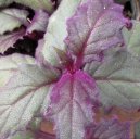 :  > Prota�itka (Gynura)