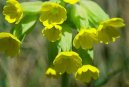 :  > Prvosenka Jarn� (Primula veris L.)