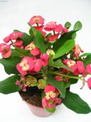 :  > Pry�ec z��iv�, �Kristova koruna� (Euphorbia milii)