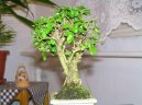 :  > Pta�� zob, st�lezelen� ke� (Ligustrum chinensis)
