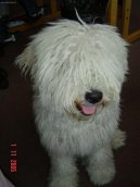 Ps� plemena:  > Puli (Hungarian Puli)