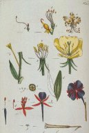 :  > Pupalka Dvoulet� (Oenothera biennis)