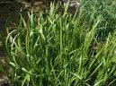 :  > Pu�kvorec (Acorus)