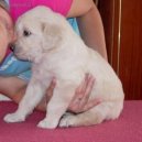 Rady chovatel�m ps�