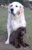 Ps� plemena:  > Rady chovatel�m ps�