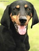Ps� plemena:  > Rakousk� kr�tkosrst� honi� (Austrian Black and Tan Hound)