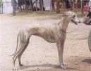 Ps� plemena:  > Rampursk� chrt (Rampur Greyhound)
