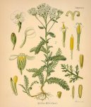Pokojov� rostliny:  > �eb���ek obecn� (Achillea millefolium)
