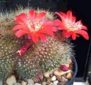 Pokojov� rostliny:  > Rebutia miniscula