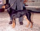 Ps� plemena:  > �eck� honi� (Hellinikos Ichnilatis, Hellenic Hound, Greek Harehound)