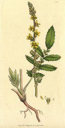 Pokojov� rostliny:  > �ep�k L�ka�sk� (Agrimonia eupatoria)