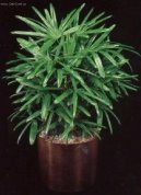 Rhapis, palmenka n�zk�