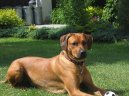 Ps� plemena:  > Rhod�sk� ridgeback, Rhod�zsk� ridgeback (Rhodesian Ridgeback)
