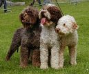 Ps� plemena:  > Roma�olsk� vodn� pes (Romagna Water Dog / Lagotto Romagnolo)
