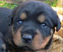 Ps� plemena:  > Rotvajler (Rottweiler)
