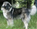 Ps� plemena:  > Rumunsk� karpatin (Romanian Sheepdog)