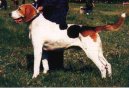 Ps� plemena:  > Rusk� harlek�nsk� honi� (Russkaja Pegaja Gon�aja, Russian Harlequin Hound)
