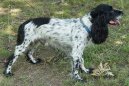 Ps� plemena:  > Rusk� �pan�l (Russkij Ochotni�ij Spaniel, Russian Spaniel)