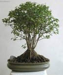 Sager�cie �ajov�