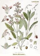 �alv�j L�ka�sk�