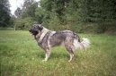 Ps� plemena:  > �arplaninsk� pasteveck� pes (Yugoslav Shepherd Dog)