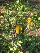 :  > Satsuma, mandarinka un�iu (Citrus unshiu)