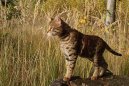 Ko�ky:  > Savanov� ko�ka (Savannah Cat)