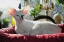Ko�ky:  > Seychelsk� ko�ka (Seychellois Cat)