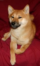 Ps� plemena:  > Shiba (Shiba Inu)