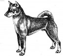 Ps� plemena:  > Shikoku-Inu (Shikoku)