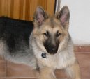 Ps� plemena:  > Shilohsk� ov��k (Shiloh shepherd)