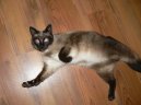 Ko�ky:  > Siamsk� ko�ka (Siamese Cat)