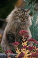 Ko�ky:  > Sibi�sk� ko�ka (Siberian Cat)