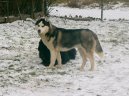 Ps� plemena:  > Sibi�sk� husky (Siberian Husky)