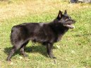 Ps� plemena:  > �iperka (Schipperke)